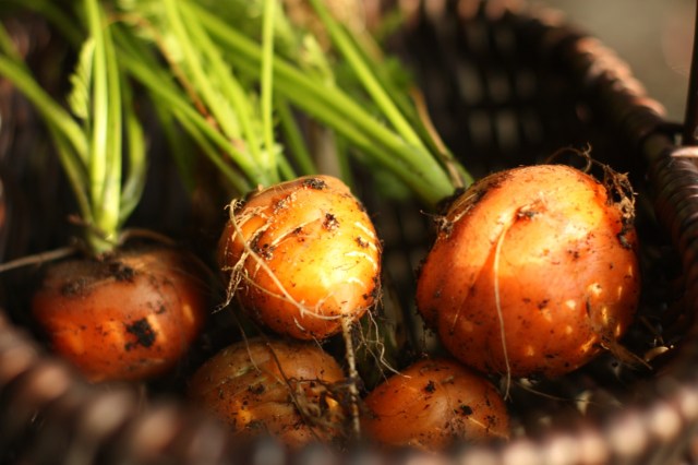 Bunch of Romeo Round Carrots